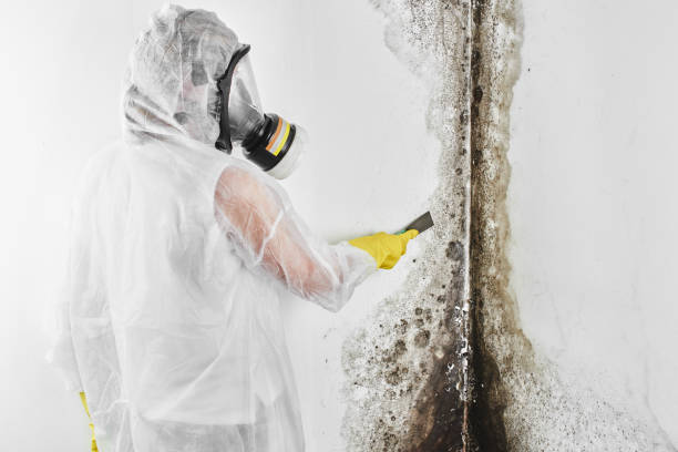 Crawl Space Mold Removal in New Stanton, PA
