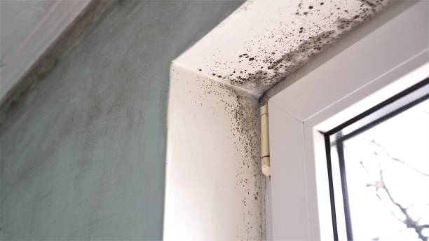 Best Professional Mold Removal  in New Stanton, PA