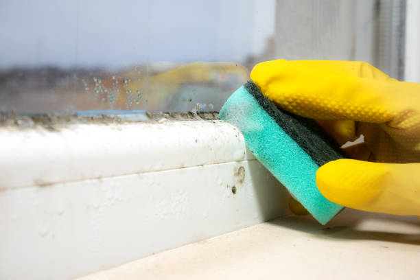 Best Mold Remediation  in New Stanton, PA